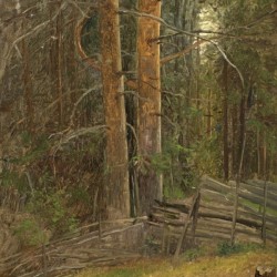 Trees in a forest